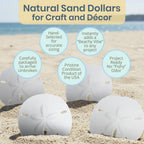 Real Sand Dollars 3" to 3.5" (4 Pack) – Sand Dollar Wall Art & Ornament Set – Beach Wedding Decor – Nautical Party Table Decor – Mini Shells for Crafts – Coastal Gifts