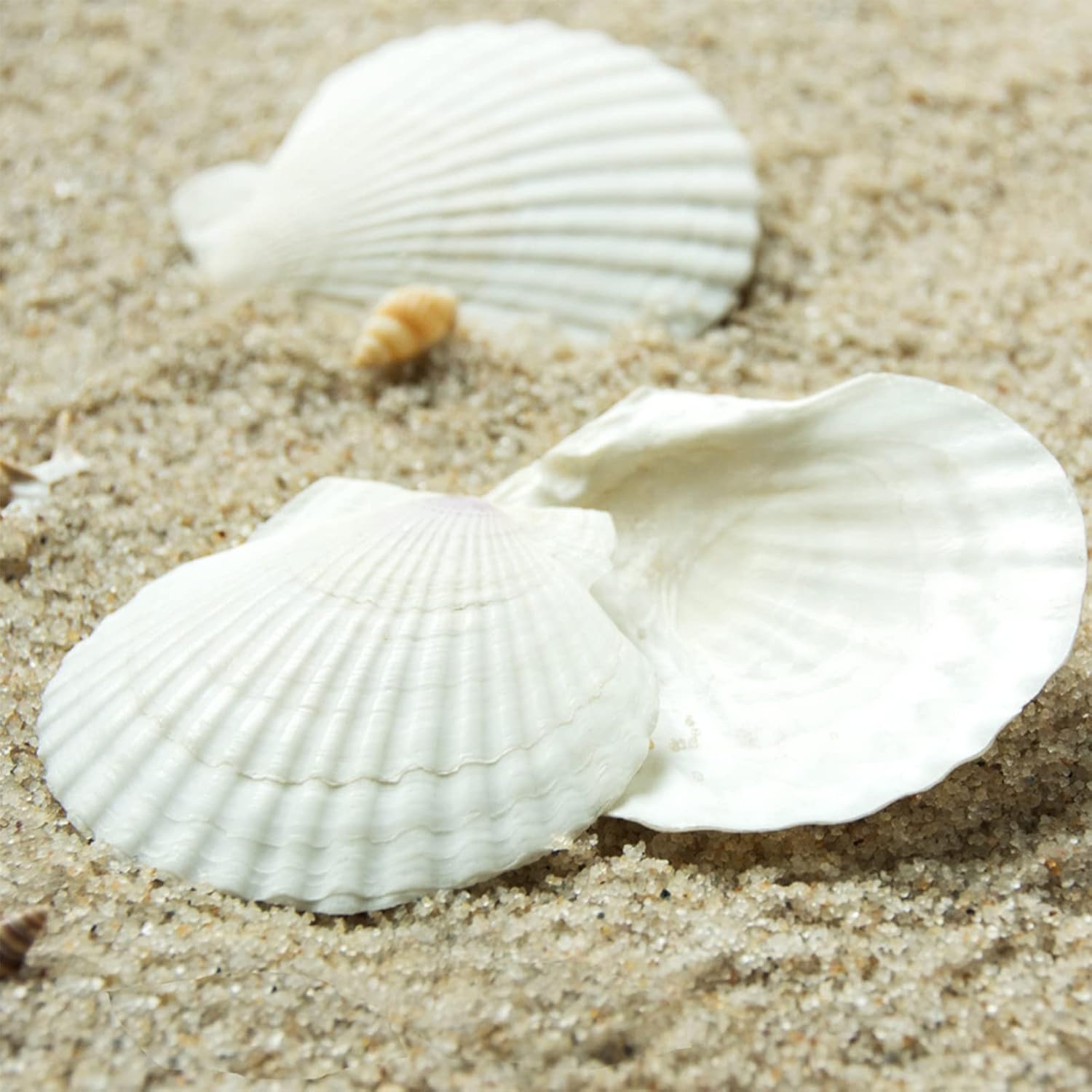 QICQDRAM 30PCS Sea Shells for Crafts Decoration 2''-3'' White Scallop Shells for Crafts DIY Painting Beaching Wedding Decoration, Beach Natural White Seashells Bulk