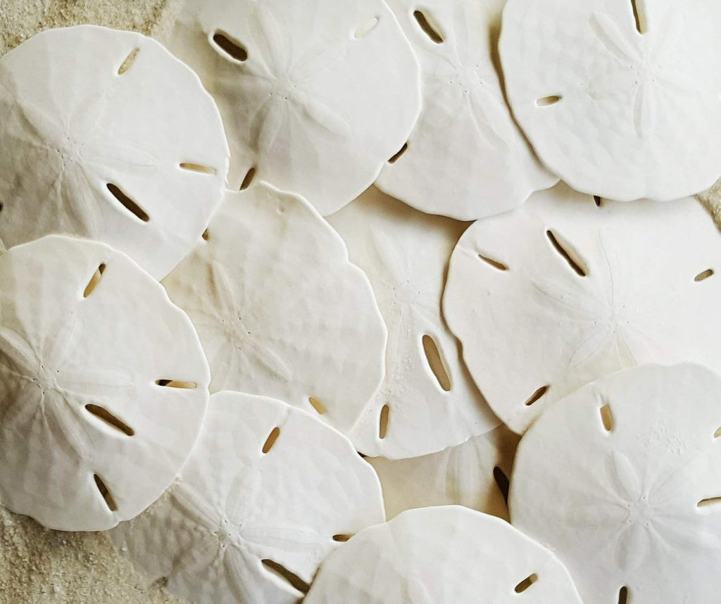 Tumbler Home Real Sand Dollars 2.5"-3" (10pcs), Wedding Seashell Craft, Hand Picked and Professionally Packed