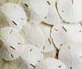 Tumbler Home Real Sand Dollars 2.5"-3" (10pcs), Wedding Seashell Craft, Hand Picked and Professionally Packed