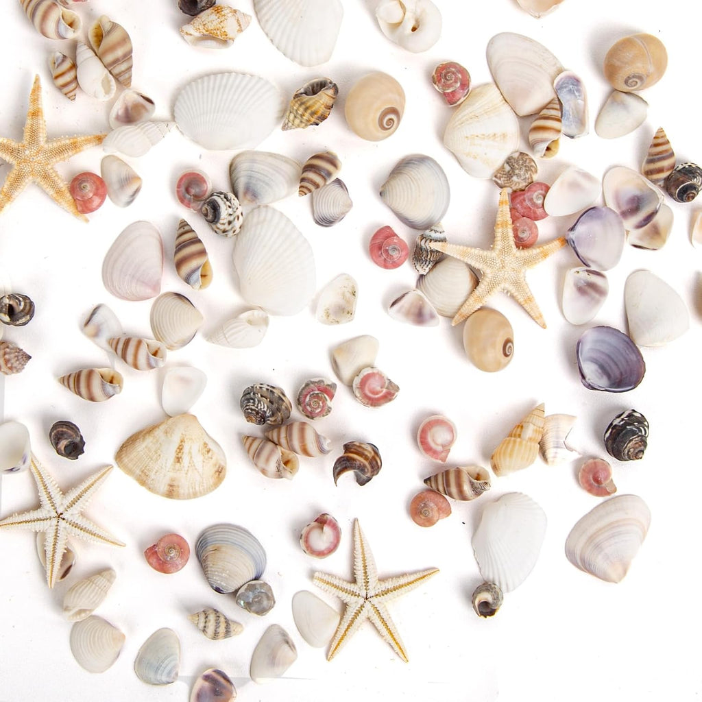 JQAQJU 1000 PCS Mini Sea Shells Small Starfish Mixed, 20 Kinds of Tiny Seashells Bulk for Crafting, Beach Natural Spiral Conch Shells for Crafts DIY Beach Theme Party Candle Decor Wedding Fish Tank