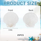 SINKOO 25 PCS Small Scallop Shells 2"-3" White Natural Seashell for DIY Craft Mermaid Beach Wedding Home Decoration