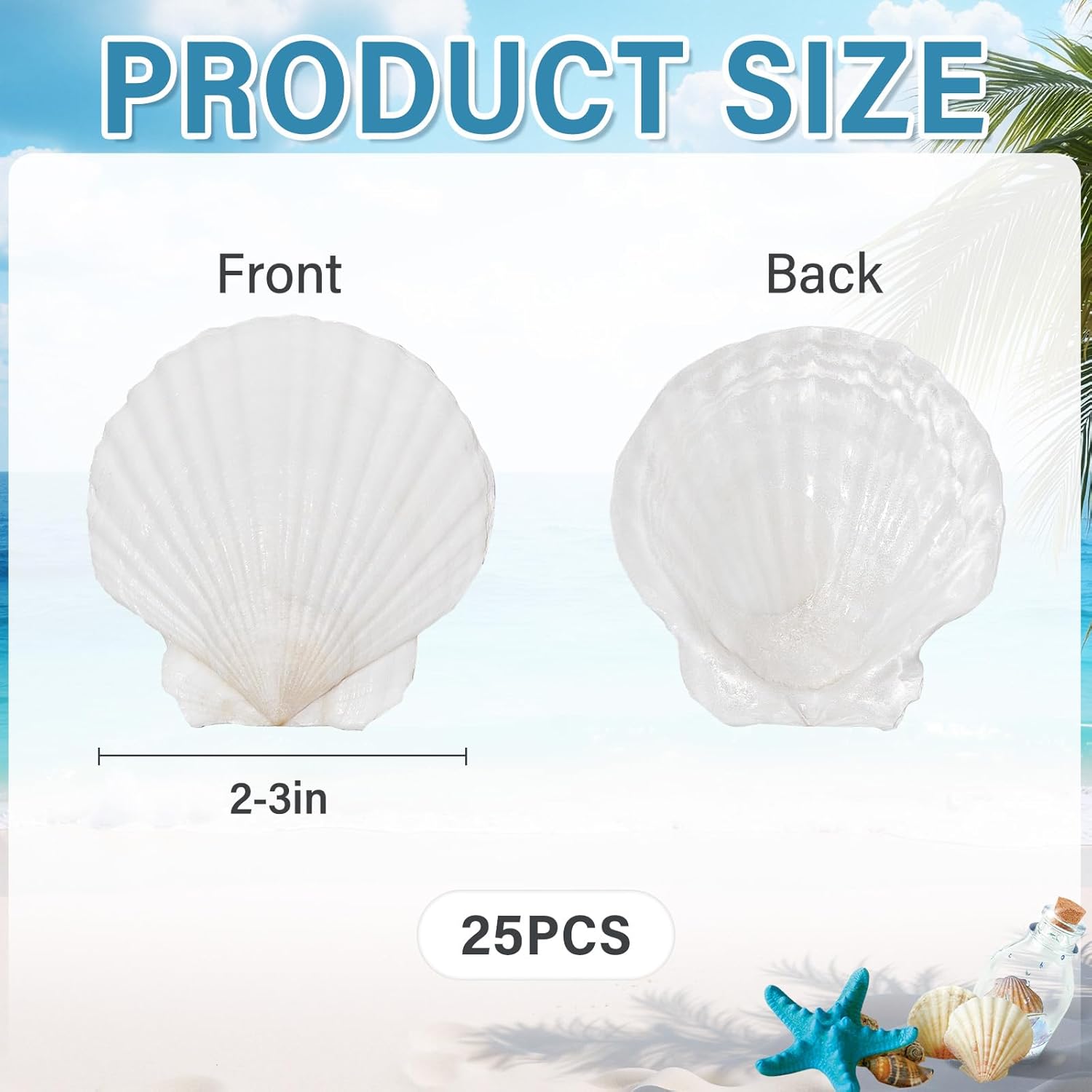 SINKOO 25 PCS Small Scallop Shells 2"-3" White Natural Seashell for DIY Craft Mermaid Beach Wedding Home Decoration