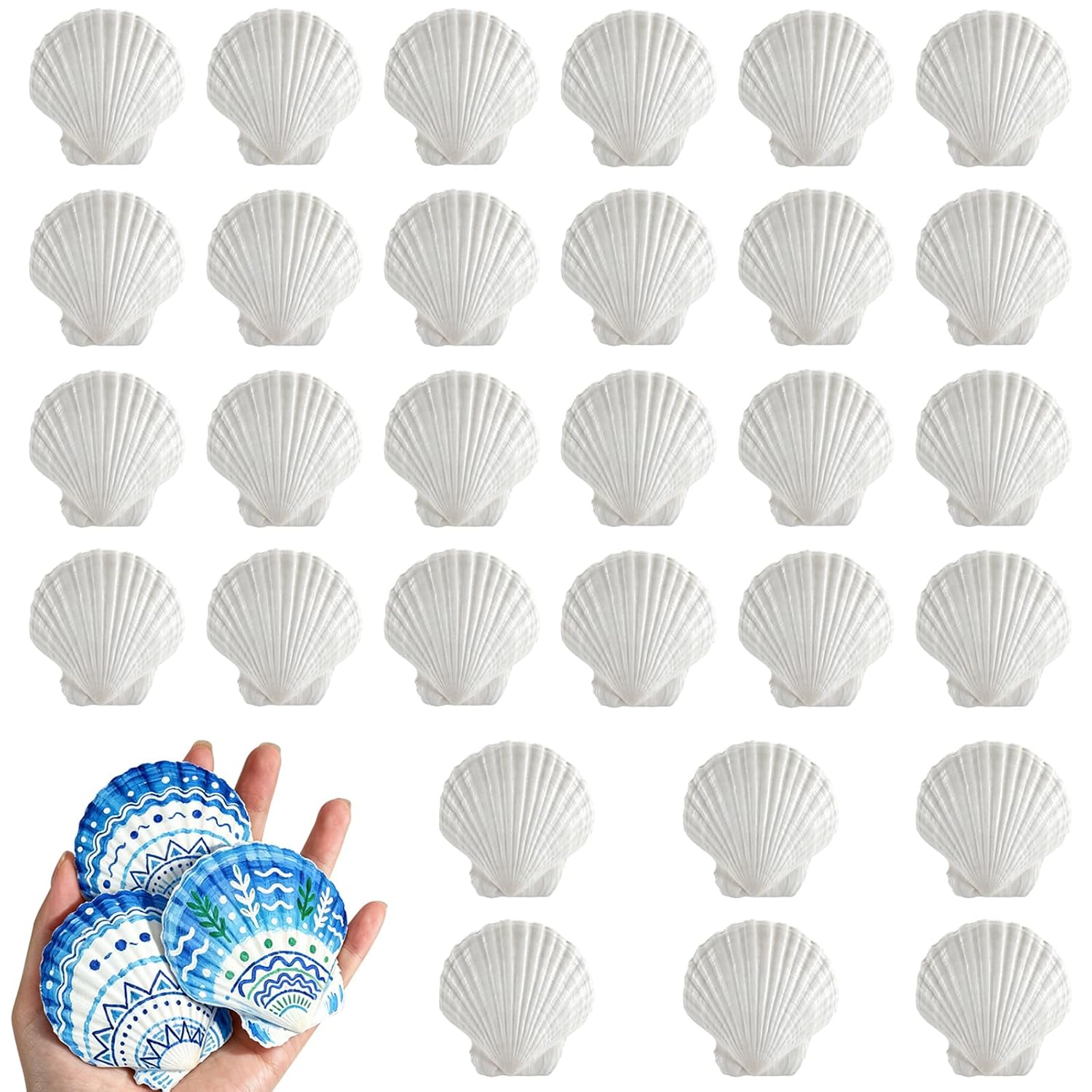 30PCS Natural White Scallop Shells, 2.5-3 Inch Seashells for Craft, Beach Decor, Candle Holder, Home Decorations, Air Plant Holder, Succulent Planter, Fish Tank Ornaments, Wedding Party Supplies