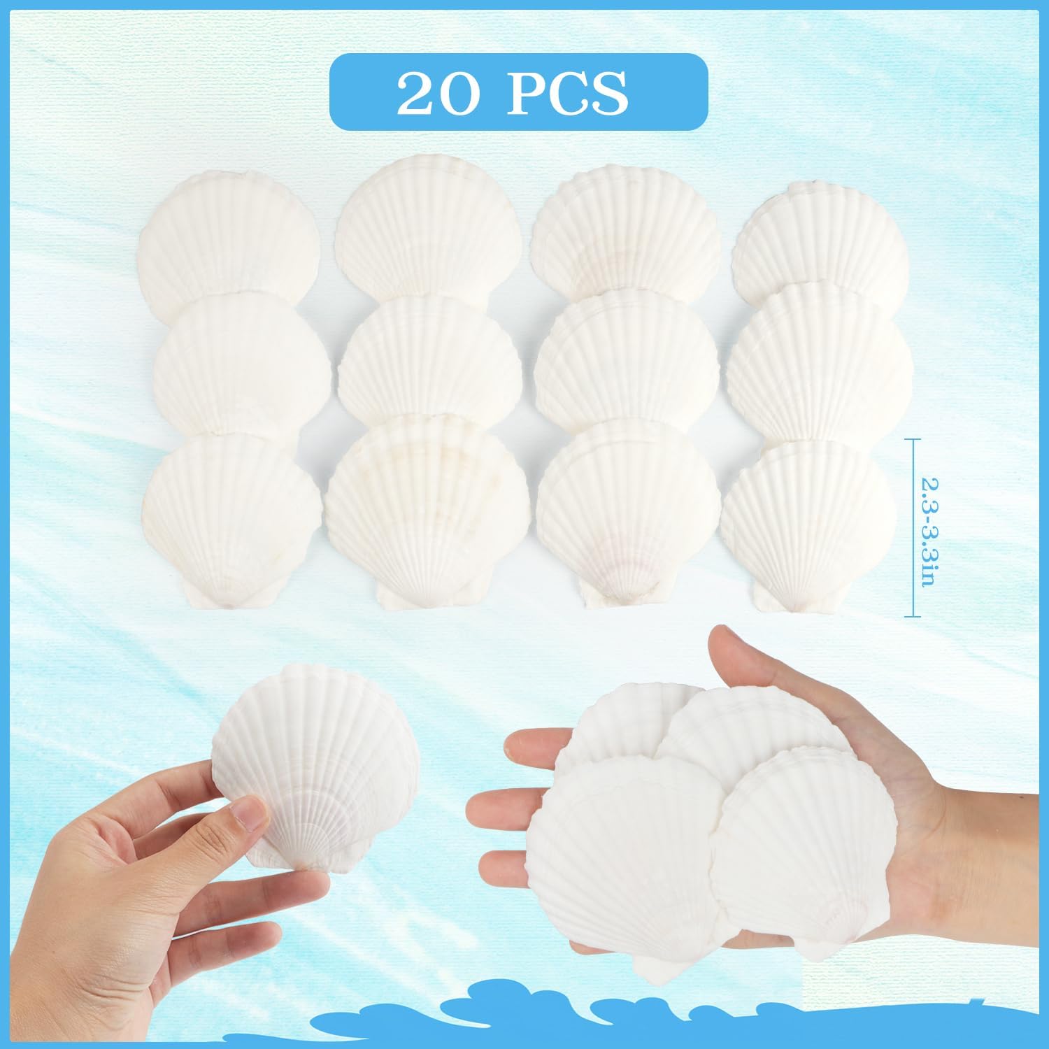 Jangostor 20 PCS Scallop Shells Natural Seashell, 2.3" to 3.5" White Scallop Shells Large Seashells for Crafts Wedding Decor Beach Theme Party, Fish Tank and Vase Filler