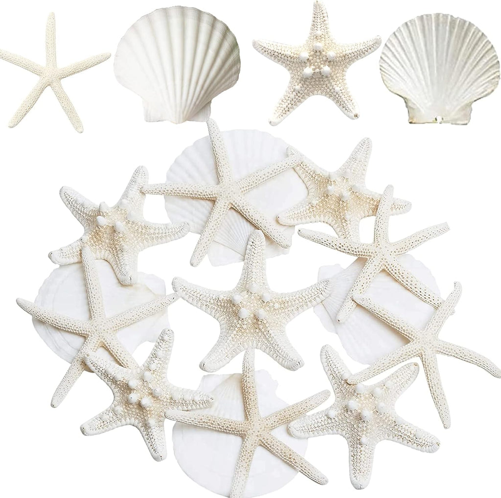JQAQJU 3-4 Inches Large Starfish and Scallop Shells for Crafts 12PCS, Natural Beach Sea Shells for Crafting, Baking Shells Perfect for White Christmas Decor Beach Party Wedding Fishtank DIY Crafts