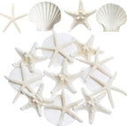 JQAQJU 3-4 Inches Large Starfish and Scallop Shells for Crafts 12PCS, Natural Beach Sea Shells for Crafting, Baking Shells Perfect for White Christmas Decor Beach Party Wedding Fishtank DIY Crafts