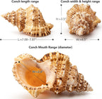 Giant Natural Conch Shell, Frog Seashell 1 Shell 7-8 inches | Large Sea Shell for Vase Filler, Air Plants, Home Decor, Wedding Decor Beach Theme Party, Aquarium Decoration Accessories
