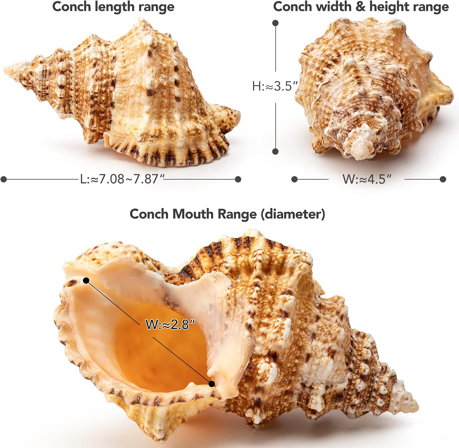 Giant Natural Conch Shell, Frog Seashell 1 Shell 7-8 inches | Large Sea Shell for Vase Filler, Air Plants, Home Decor, Wedding Decor Beach Theme Party, Aquarium Decoration Accessories