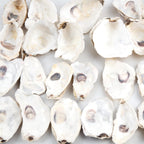 QEQEKAKA 30PCS Oyster Shells Flat & Concave 4"-5" Large Oyster Shells for Crafts Natural Oyster Shells Bulk, for Home Vase Filler, Xmas Ornaments, DIY Arts and Crafts Sea Shells