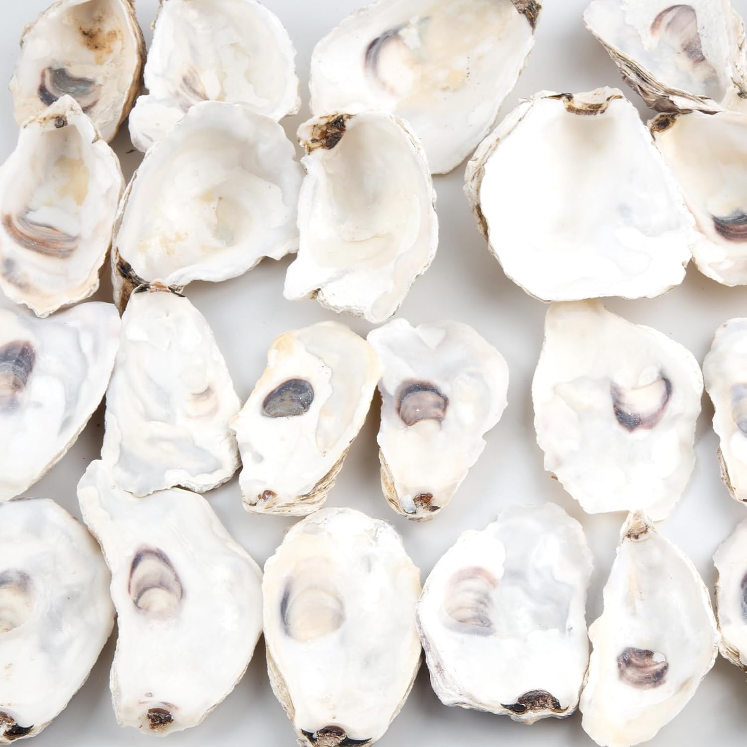 QEQEKAKA 30PCS Oyster Shells Flat & Concave 4"-5" Large Oyster Shells for Crafts Natural Oyster Shells Bulk, for Home Vase Filler, Xmas Ornaments, DIY Arts and Crafts Sea Shells