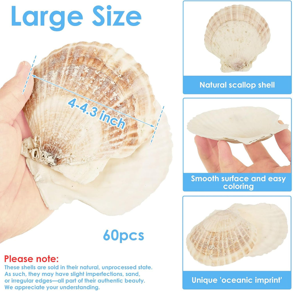 60PCS Large Scallop Shells for Crafts 4-4.3 inch Clam Shells for Decoupage Beach Natural White Seashells Bulk from Sea Beach for DIY Crafts Decorating Painting Crafting Home Wedding Decor