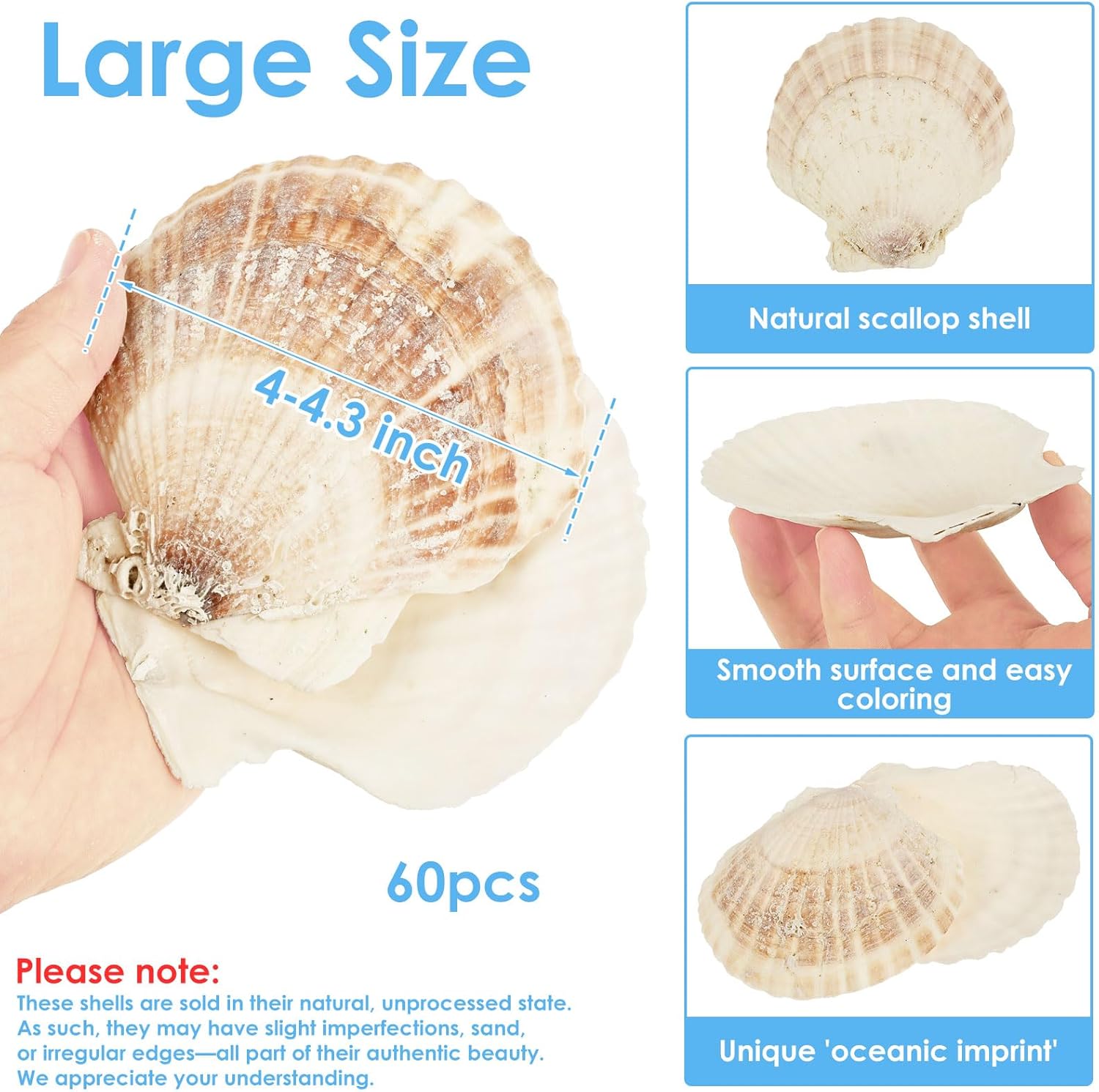 60PCS Large Scallop Shells for Crafts 4-4.3 inch Clam Shells for Decoupage Beach Natural White Seashells Bulk from Sea Beach for DIY Crafts Decorating Painting Crafting Home Wedding Decor