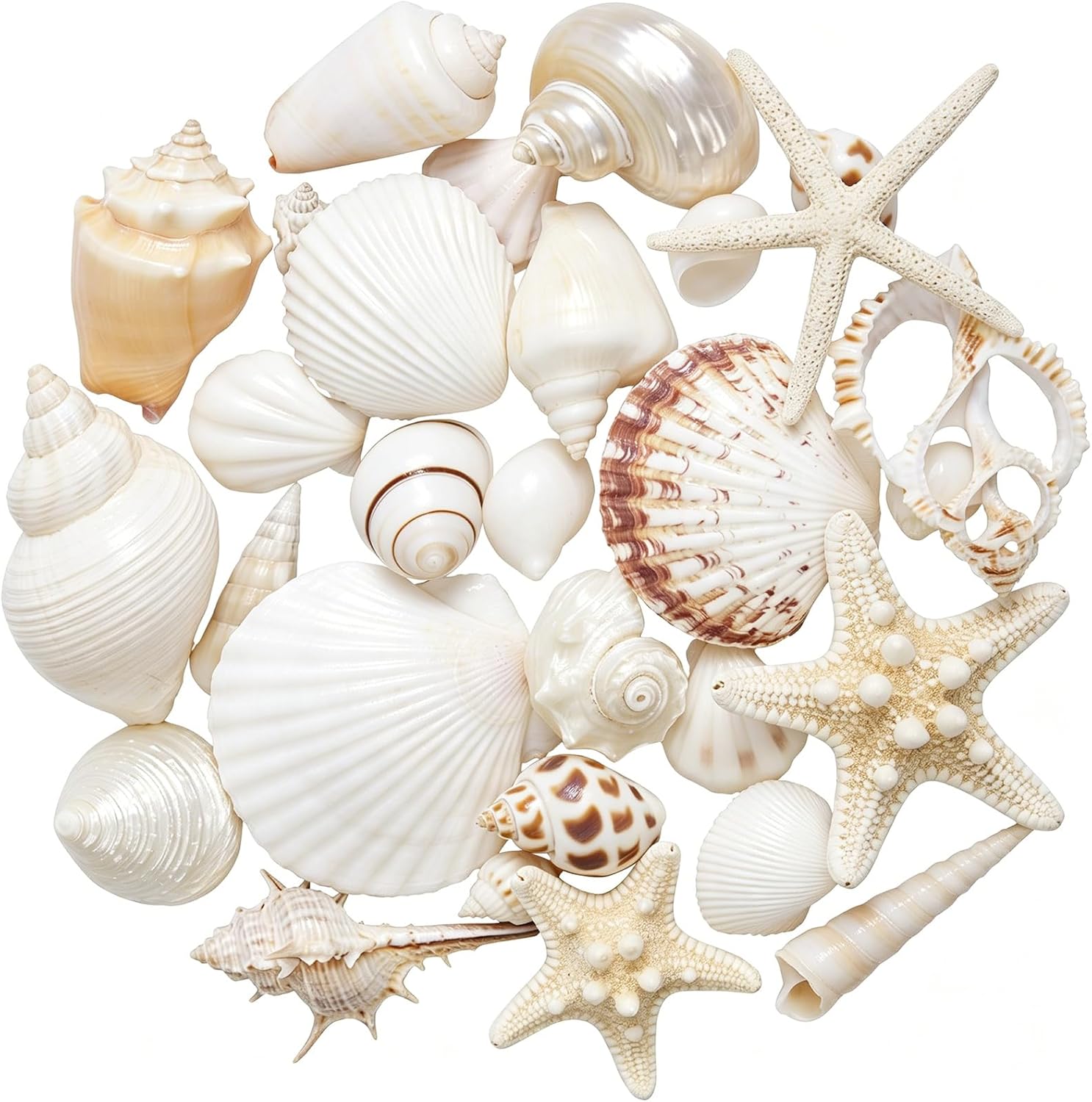 JQAQJU Sea Shells Mixed Ocean Seashells 20 Kinds, Starfish Seashells for Crafts, Various Sizes Natural Conch Sea Shells for Decorating, DIY Crafts, Vase Filler, Beach Party, Fish Tank, Home Wedding