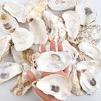 QEQEKAKA 30PCS Oyster Shells Flat & Concave 4"-5" Large Oyster Shells for Crafts Natural Oyster Shells Bulk, for Home Vase Filler, Xmas Ornaments, DIY Arts and Crafts Sea Shells