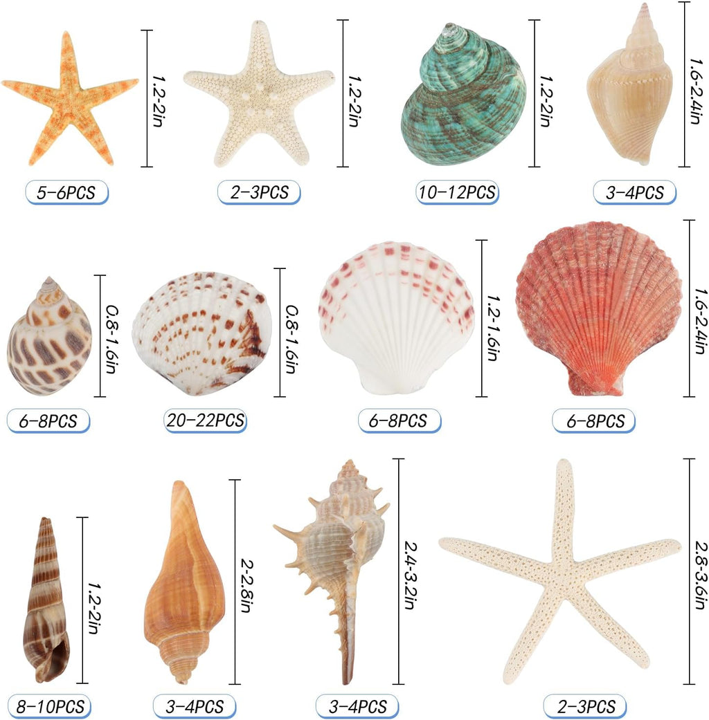 Jangostor Sea Shells Mixed Ocean Seashells, 1.2"-3.5" Various Sizes Beach Seashells and Natural Starfish for Vase Fillers Fish Tank Beach Themed Party Home Wedding Decorations DIY Crafts