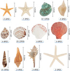 Jangostor Sea Shells Mixed Ocean Seashells, 1.2"-3.5" Various Sizes Beach Seashells and Natural Starfish for Vase Fillers Fish Tank Beach Themed Party Home Wedding Decorations DIY Crafts