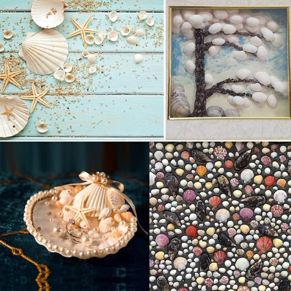 Small Tiny White Sea Shells Mini Clam Bulk Candle DIY Craft Shell Natural Seashells for Home Decor, Vase Filler,Beach Decorations Shells, 9oz
