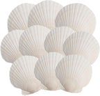 10PCS Scallop Shells, 4''-5'' White Seashells,for DIY Crafts, Painting, Ocean Themed Parties and Home Decorations.