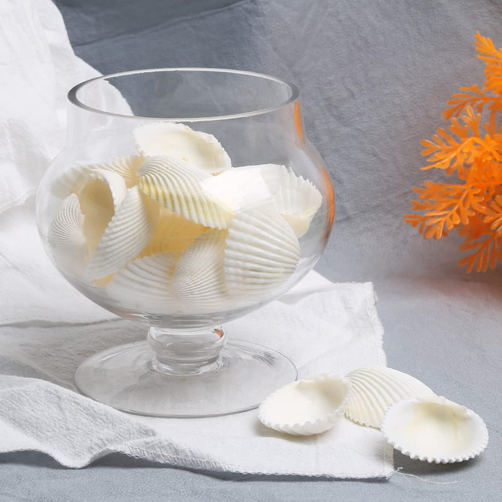 QEQEKAKA 30PCS Sea Shells for Crafts1.5''-2'' White Small Seashells Clam Scallop Shells for Crafting DIY Painting Beaching Wedding Decoration Beach Natural Bulk