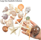 Jangostor 21 PCS Large Sea Shells Mixed Ocean Seashells, Various Sizes Natural Seashells Starfish Conch for Beach Theme Party, Home Decorations, DIY Crafts, Vase Filler Fish Tank Decorations