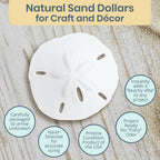 Real Sand Dollars 1.5" to 2" (30 Pack) – Sand Dollar Wall Art & Ornament Set – Beach Wedding Decor – Nautical Party Table Decor – Mini Shells for Crafts – Coastal Gifts