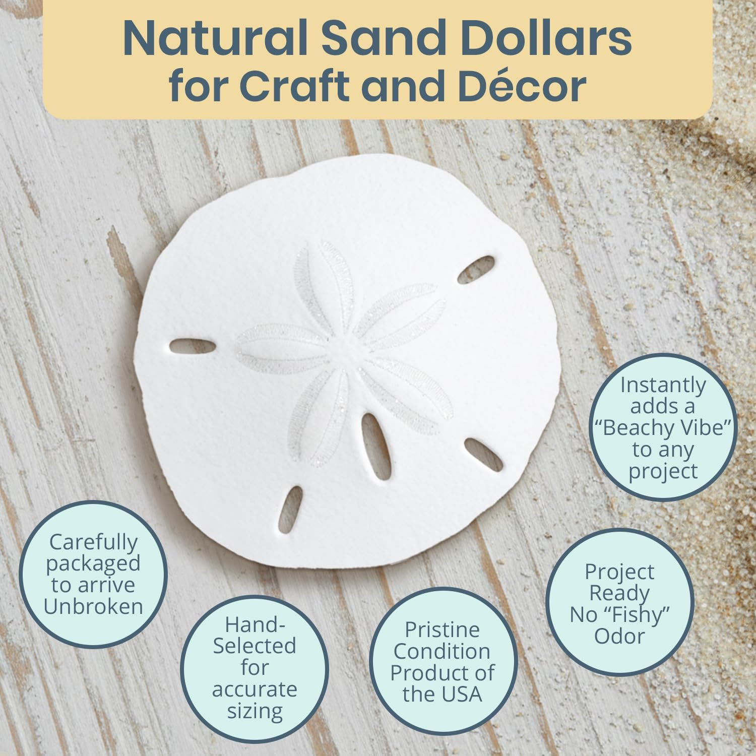 Real Sand Dollars 1.5" to 2" (30 Pack) – Sand Dollar Wall Art & Ornament Set – Beach Wedding Decor – Nautical Party Table Decor – Mini Shells for Crafts – Coastal Gifts
