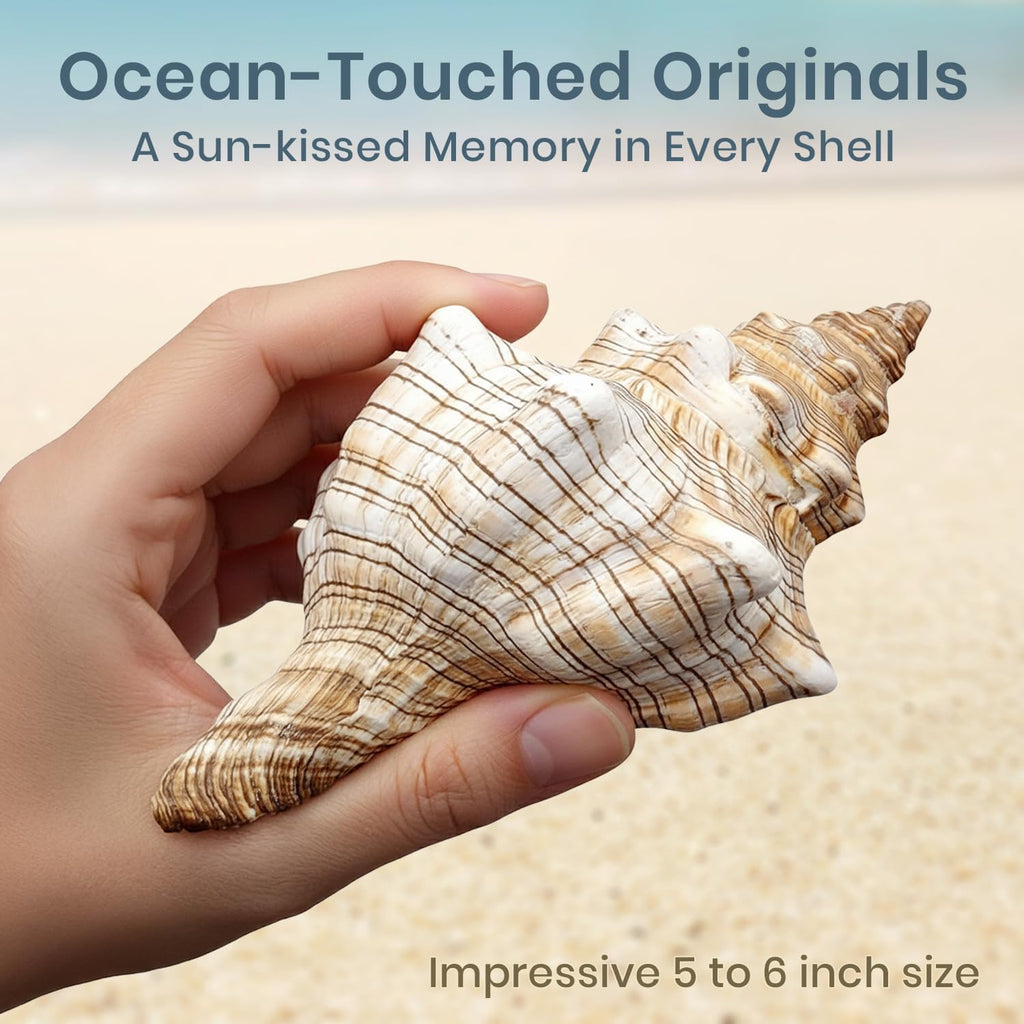 Nautical Crush Trading Fox Striped Conch - 2pc 5-6 inch - Large Sea Shells for Wedding Decor and Beach Themed Party - Handpicked Natural Conch Shell for Crafts and Sea Shells Decoration