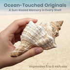 Nautical Crush Trading Fox Striped Conch - 2pc 5-6 inch - Large Sea Shells for Wedding Decor and Beach Themed Party - Handpicked Natural Conch Shell for Crafts and Sea Shells Decoration