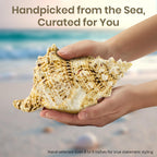 Conch Shell Decor - Seashell Decor (9in)
