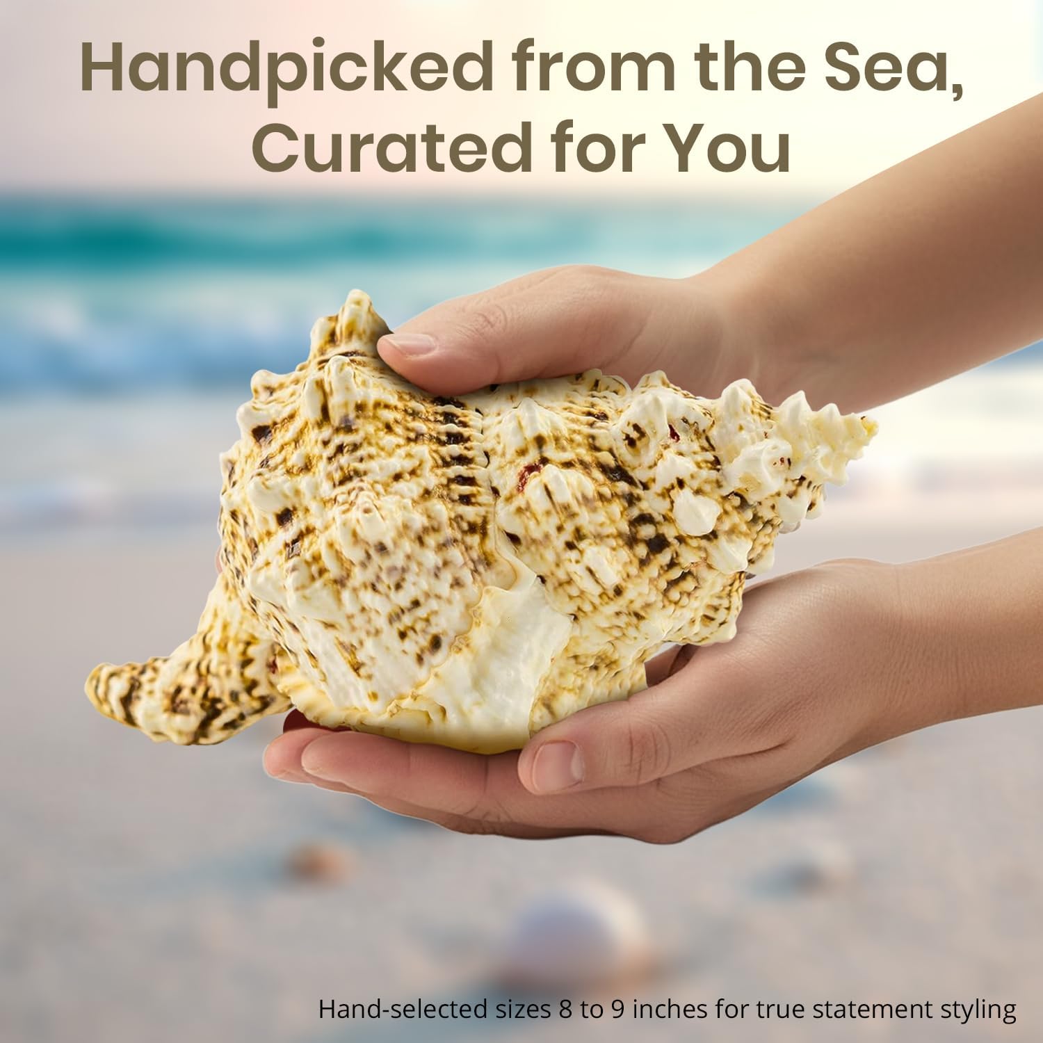 Conch Shell Decor - Seashell Decor (9in)