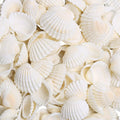 LUCKY BABY 140-160Pcs Small Seashells for Crafts 0.5"-1.25", Natural White Bulk Mini Sea Shells for DIY Painting, Vase Filler, Beach Wedding Decor, Candle Making, Home Decoration, 330g