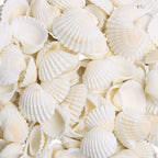 LUCKY BABY 140-160Pcs Small Seashells for Crafts 0.5"-1.25", Natural White Bulk Mini Sea Shells for DIY Painting, Vase Filler, Beach Wedding Decor, Candle Making, Home Decoration, 330g