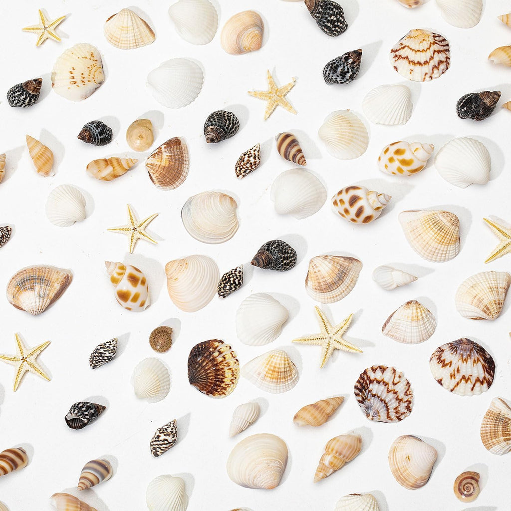 1200 PCS Natural Seashells, Joyfulmap Tiny sea Shells & Small Starfish for Decorations, Mixed Ocean Beach Spiral Shells for Crafting, Fish Tank, Beach Theme Party, Wedding Decor, DIY Craft Supplies