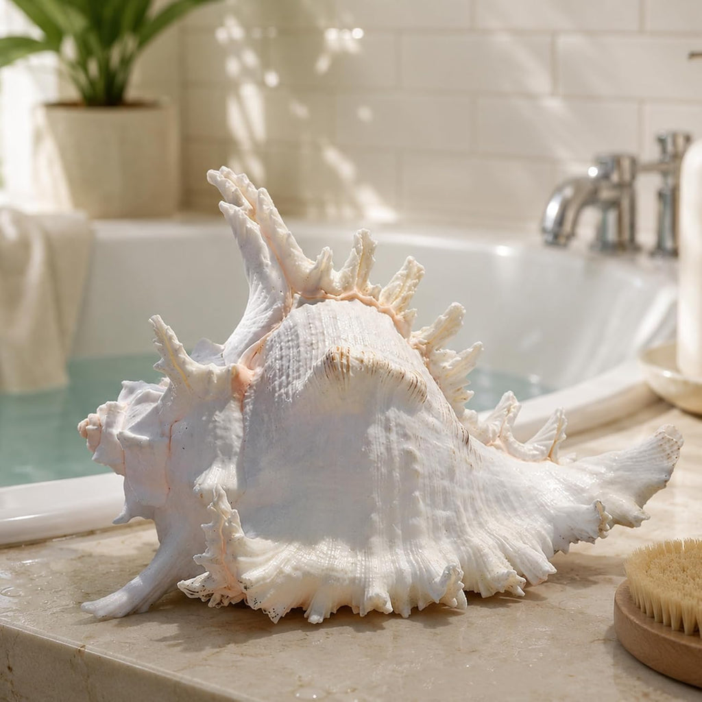 Natural Conch Shell, Real Large Conch Shell, Sea Shells for Vase Filler, Outdoor Shells, Air Plants, Beach Theme Home Decor, Wedding Decor, Beach Theme Party, Aquarium Decoration 5-6''