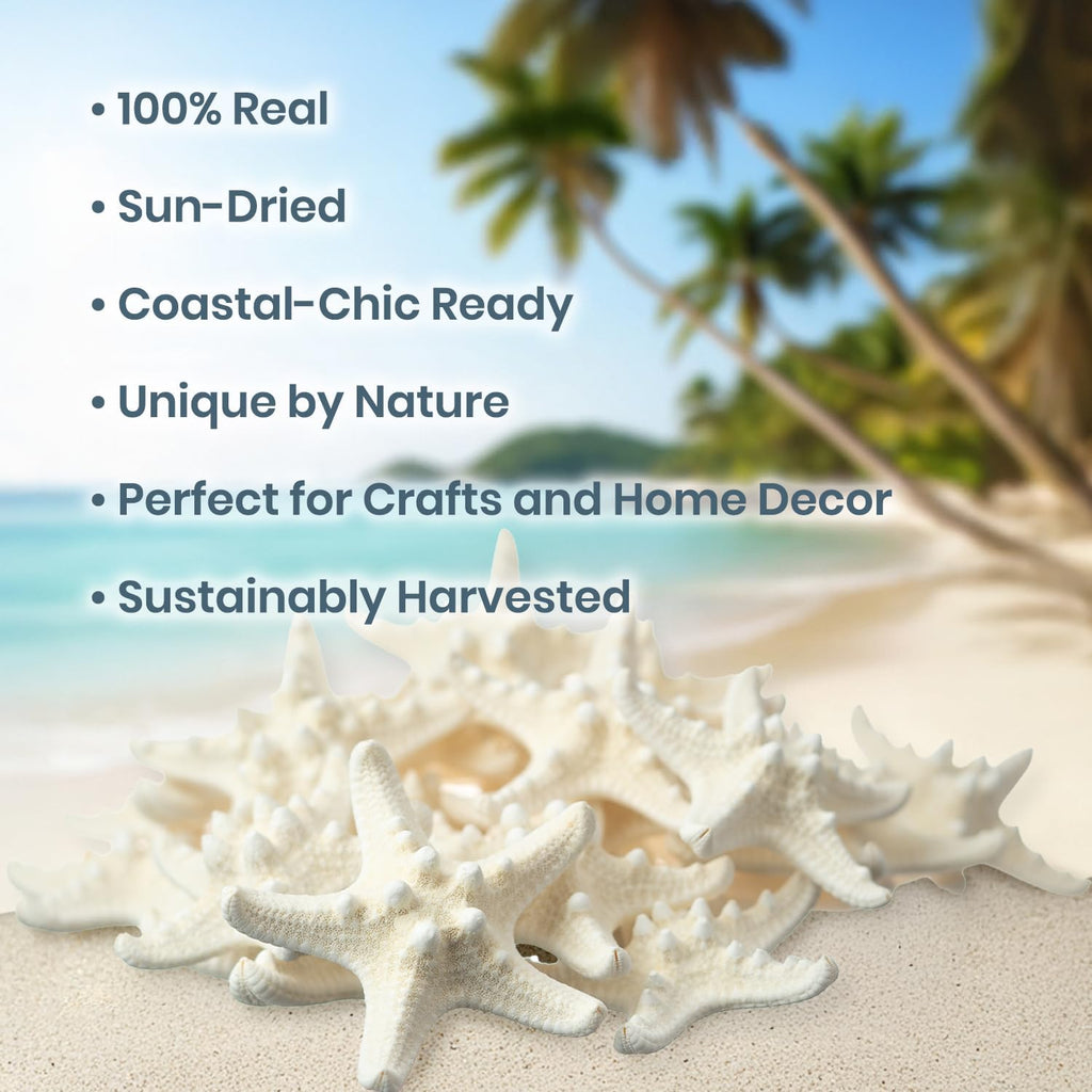 Real Knobby Starfish | 24 Real Knobby Starfish White 2" to 3.5" Beach Wedding Decor, Coastal Party Decorations, Seashell Decor