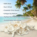 Real Knobby Starfish | 24 Real Knobby Starfish White 2" to 3.5" Beach Wedding Decor, Coastal Party Decorations, Seashell Decor