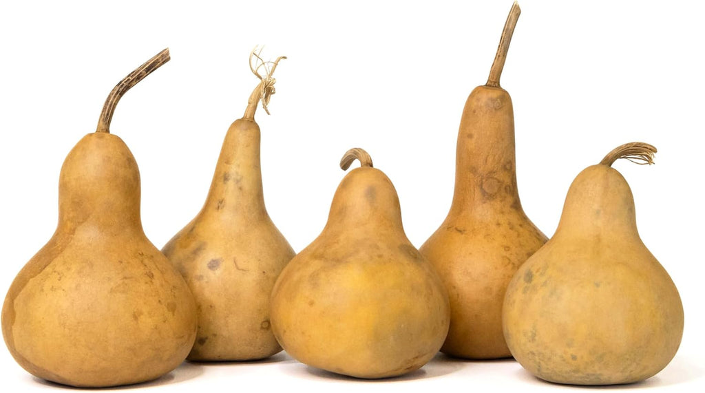 Box of 5 Dried Martin Gourds - 3" Diameter, Ready for Crafting or Decorating