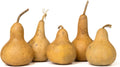 Box of 5 Dried Martin Gourds - 3" Diameter, Ready for Crafting or Decorating