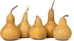 Box of 5 Dried Martin Gourds - 3" Diameter, Ready for Crafting or Decorating