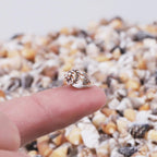 2000 PCS Tiny Mini Small Sea Shells for Crafting Spiral Conch Shells for Crafts Charms for Home Decorations Candle Decor DIY Fish Tank and Beach Vase Filler