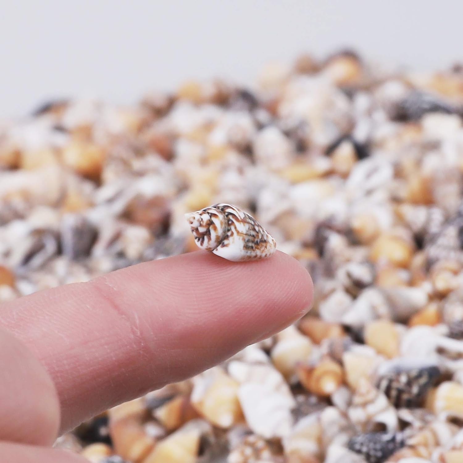 2000 PCS Tiny Mini Small Sea Shells for Crafting Spiral Conch Shells for Crafts Charms for Home Decorations Candle Decor DIY Fish Tank and Beach Vase Filler