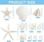 Fangoo 12 Kinds White Natural Beach Seashells Starfish Various Sizes Ocean Conchs Scallops Decorations for Nautical Themed Party DIY Craft Fish Tank Vase Fillers Home Wedding Decorations