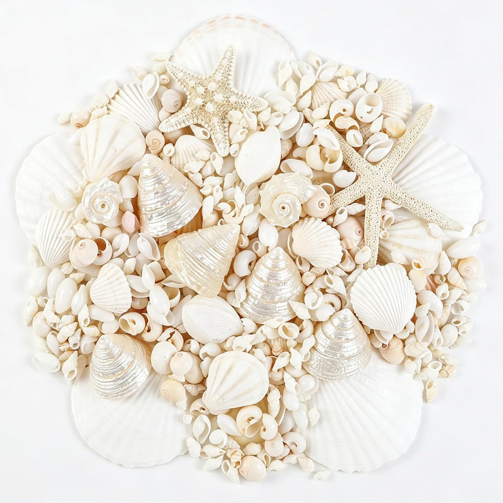 Fangoo 12 Kinds White Natural Beach Seashells Starfish Various Sizes Ocean Conchs Scallops Decorations for Nautical Themed Party DIY Craft Fish Tank Vase Fillers Home Wedding Decorations