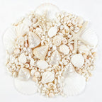 Fangoo 12 Kinds White Natural Beach Seashells Starfish Various Sizes Ocean Conchs Scallops Decorations for Nautical Themed Party DIY Craft Fish Tank Vase Fillers Home Wedding Decorations