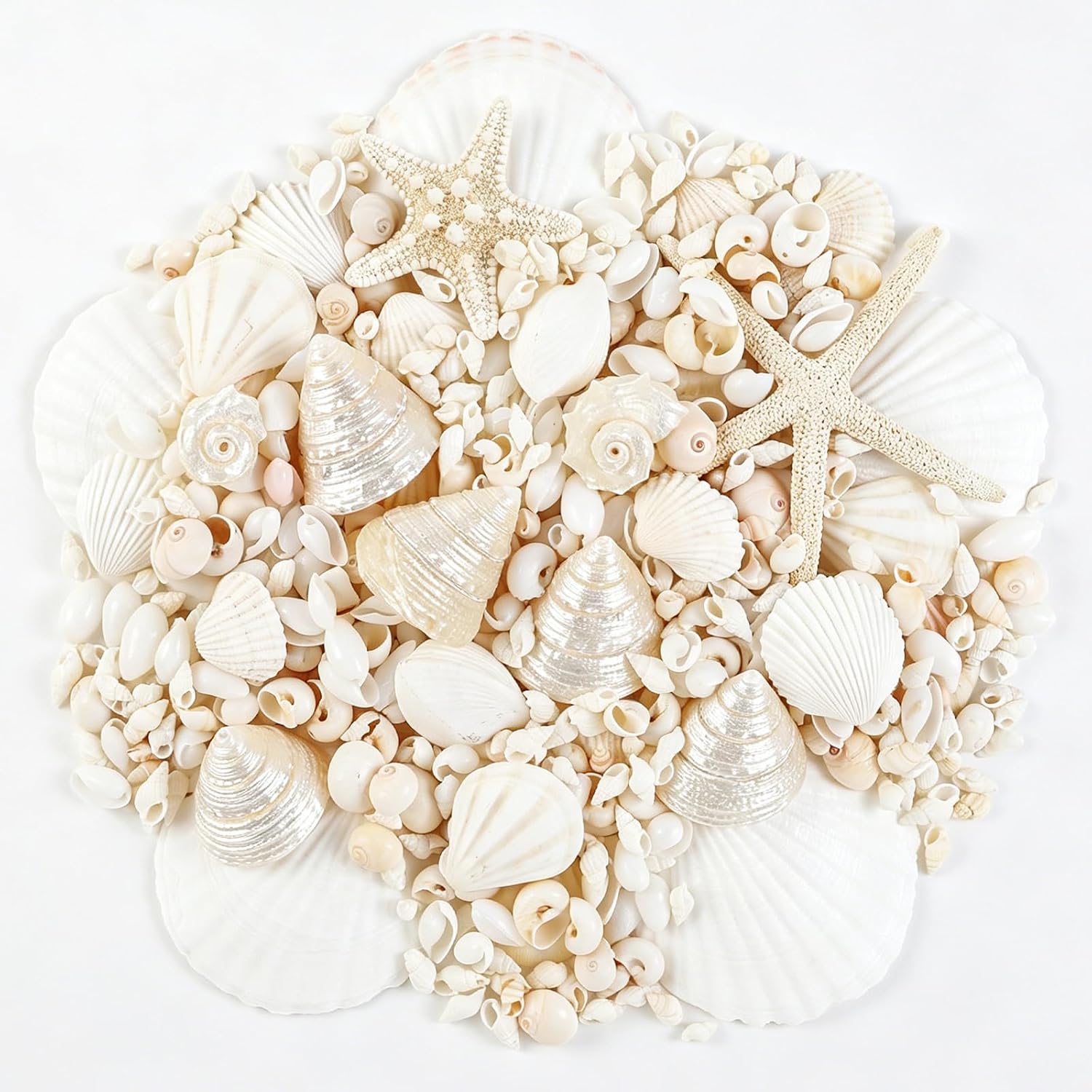 Fangoo 12 Kinds White Natural Beach Seashells Starfish Various Sizes Ocean Conchs Scallops Decorations for Nautical Themed Party DIY Craft Fish Tank Vase Fillers Home Wedding Decorations