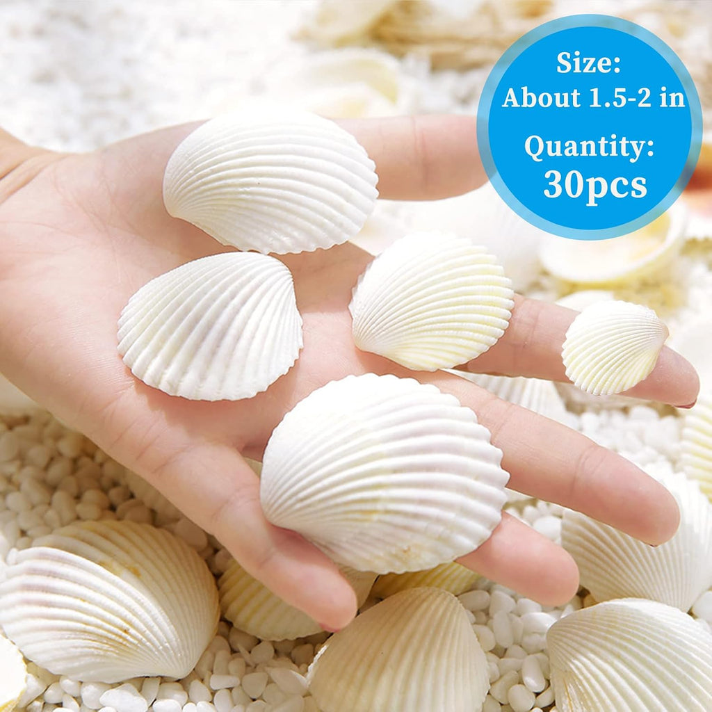 QEQEKAKA 30PCS Sea Shells for Crafts1.5''-2'' White Small Seashells Clam Scallop Shells for Crafting DIY Painting Beaching Wedding Decoration Beach Natural Bulk
