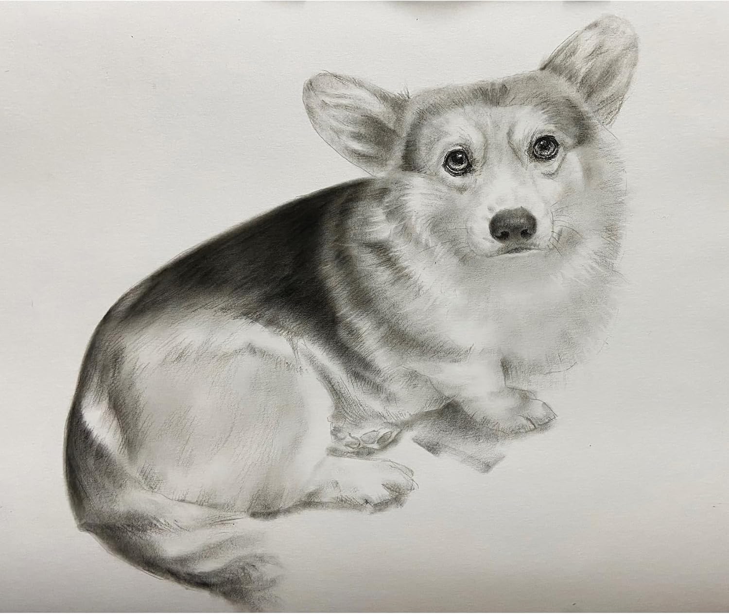 Custom Pet Portrait 100% Hand-Drawn charcoal Sketch from Photo,Pencil Drawing,Border cogg Pastel Personalized Dog or Cat Drawing,Unique Gift for Pet Lovers (8X10in Sketch 1)