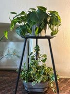 Black Small Round Table for the Living Room，Lndoor Plant Suppor，All Matte Black with 3 Legged，for Any Room