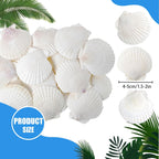 50 PCS Natural Sea Shells 1.6" to 2" White Scallop Shells for DIY Painting Crafts, Wedding Decor, Beach Theme Party, Aquarium Fish Tank and Vase Filler